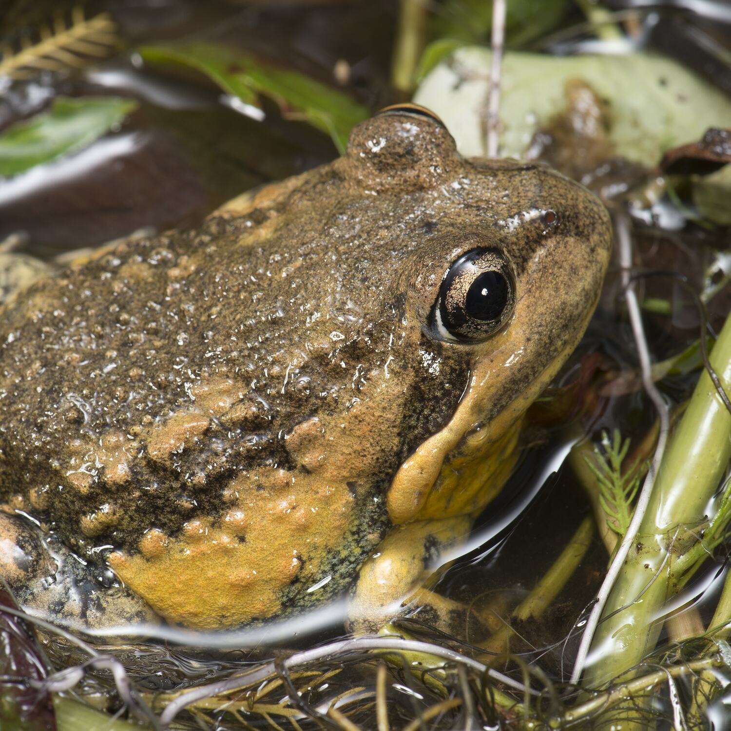 Limnodynastes dumerilii Peters, 1863