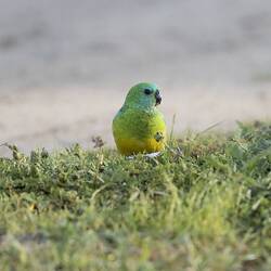 Yellow and green parrot on grass.