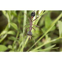 <em>Myrmecia</em> sp., bull ant. Murray Explored Bioscan.