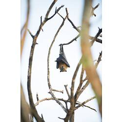 Flying-fox, wings wrapped around body, hanging from bare  branch.