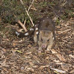 Spotted Quoll on leafy ground.