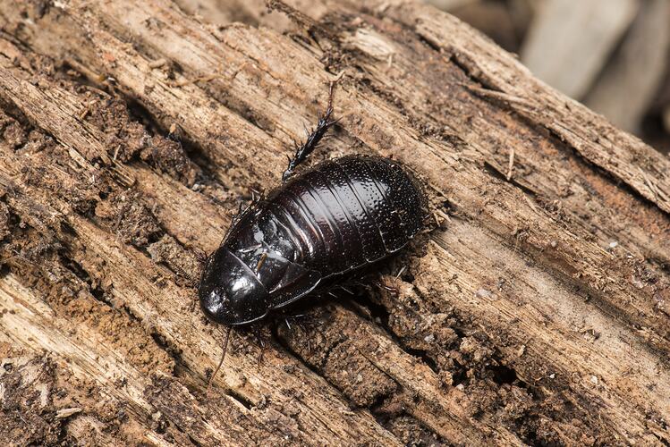 Australian Wood Cockroach.