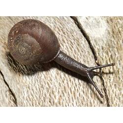 Land snail.