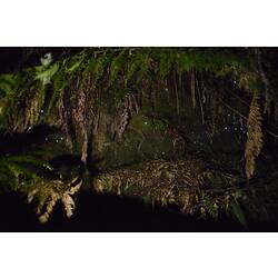 Ferny cave with glow worms.
