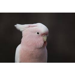 Pink and white cockatoo, close up of head.