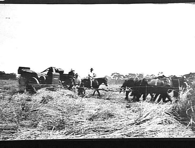 [EDITED FROM ACCOMPANYING LETTER]: `GRAYFIELD', KELVIN, GUNNEDAH. MR. PERRETT. [LETTER DESCRIBES HOW A DAMAGED & FLATTENED CROP WAS HARVESTED WITH A `SUNLIGHT' HEADER, WHEN PREVIOUSLY SUCH A CROP WAS BURNT BECAUSE IT WAS `NOT POSSIBLE TO HARVEST'. 15 PHOT
