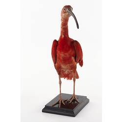 Taxidermied crimson bird specimen.