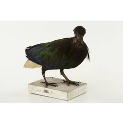Side view of dark pigeon specimen with white tail.
