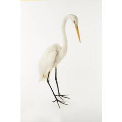 Taxidermy Mount - Great Egret, <em>Ardea alba modesta</em>