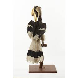 Front view of taxidermied hornbill specimen.