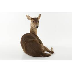 Taxidermied deer specimen mounted lying down.