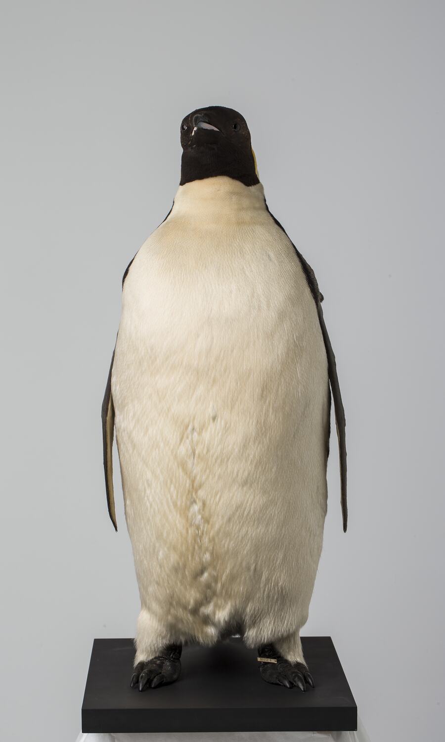 penguin emperor aptenodytes forsteri taxidermy collections