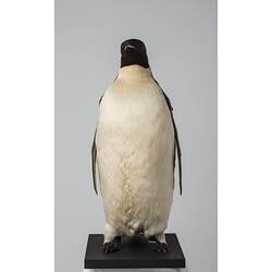 Front view of Emperor Penguin Specimen.