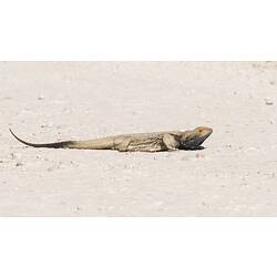 Dragon lizard flattened on white ground, head up.