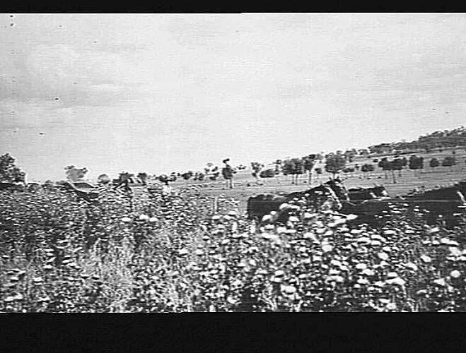 Photograph - H. V. McKay factory and/or equipment