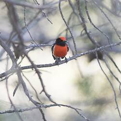 Red-capped Robin.