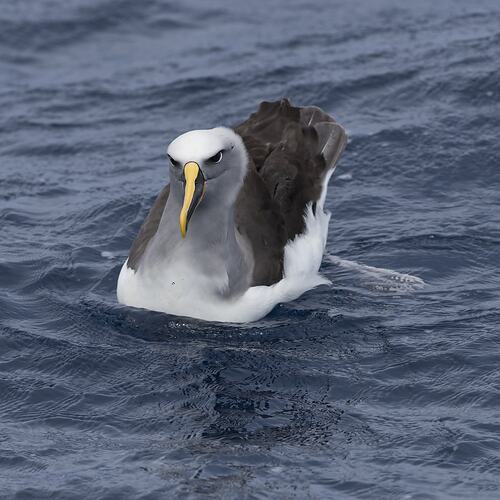 Albatross with yellow bill floating on water.