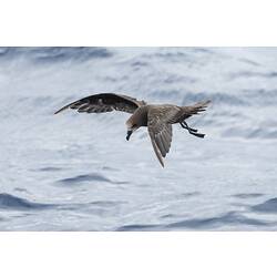 Great-winged Petrel and Grey-faced Petrel.