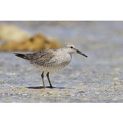 Mottled brown wader bird in shallow water.