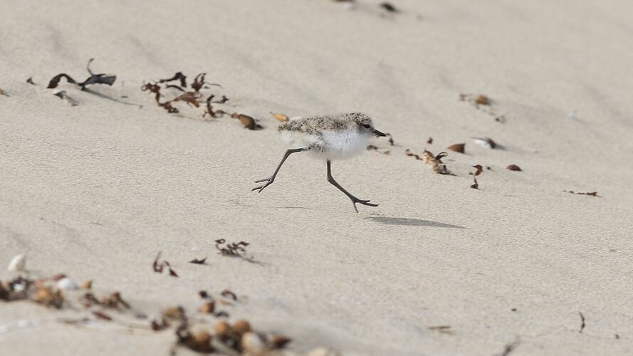 White and brown bird walking on sand.