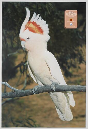 Posters - Kodak Australasia Pty Ltd, 'Pink Cockatoo', circa 1990s