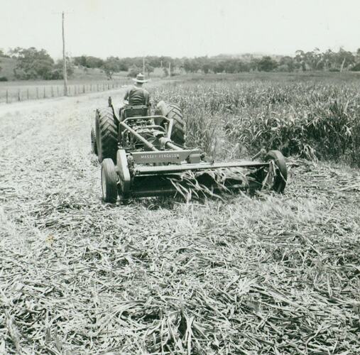 Man driving a tractor coupled to a hay condtioner in a field.