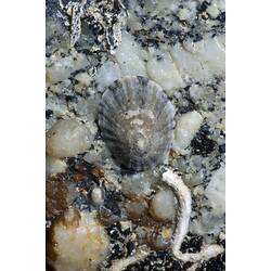 Limpet on rock beside worm tube.