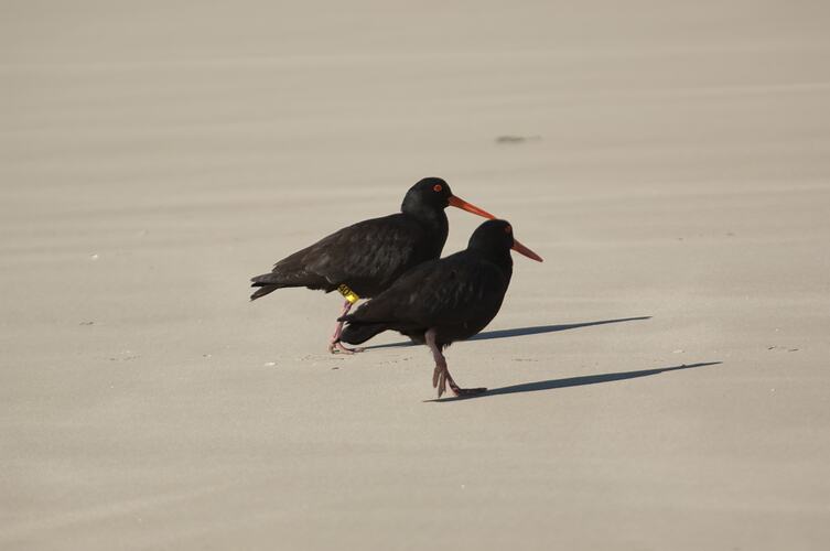 Two black birds with red bills standing on sand.