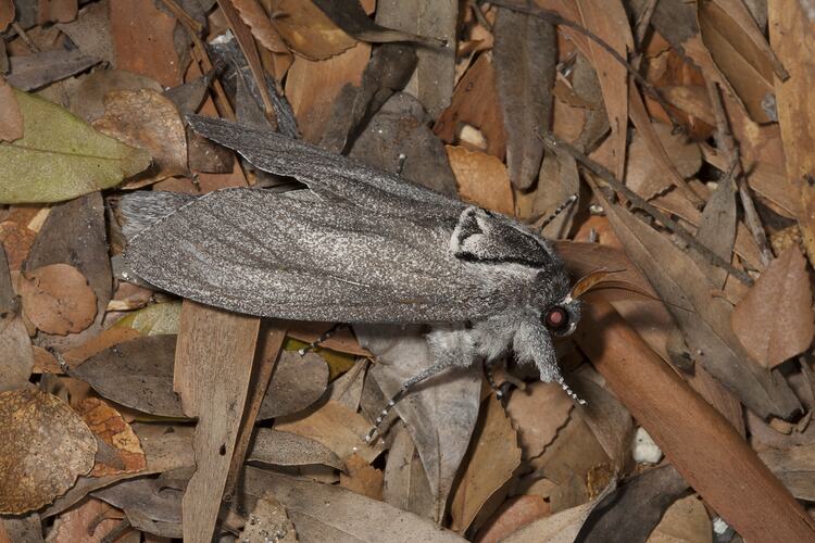 Grey moth on ground, wings close to body.