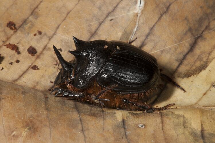 Black beetle with big horns.