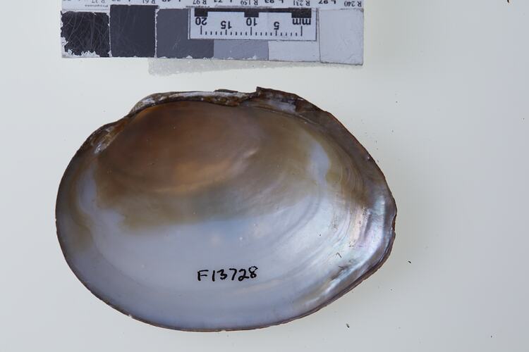 Bivalve valve showing interior below scale bar.