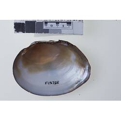 Bivalve valve showing interior below scale bar.