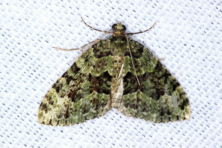 <em>Austrocidaria erasta</em>, moth. Otways National Park, Victoria.