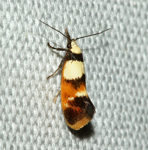 <em>Crepidosceles glycydora</em>, moth. Great Otway National Park, Victoria.