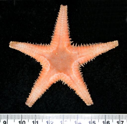 Back view of light orange seastar on black background with ruler.