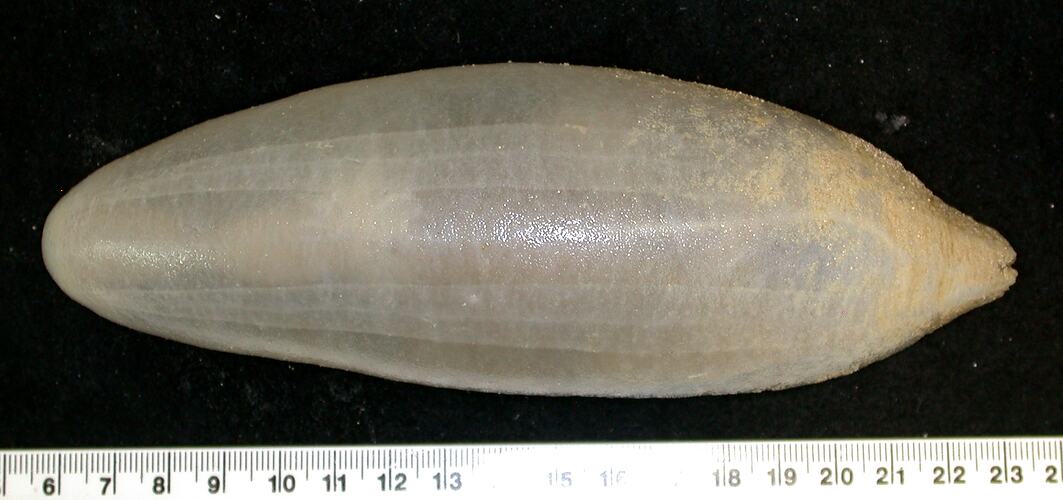 Back view of cream-coloured sea cucumber with semi-translucent body wall on black background with ruler.