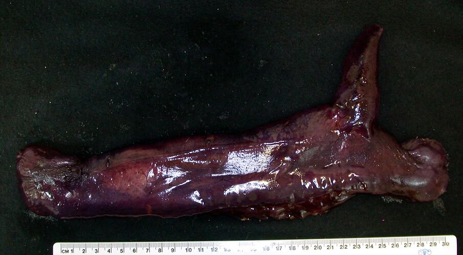 Back view of dark-purple sea cucumber with fin-like appendage on black background with ruler.