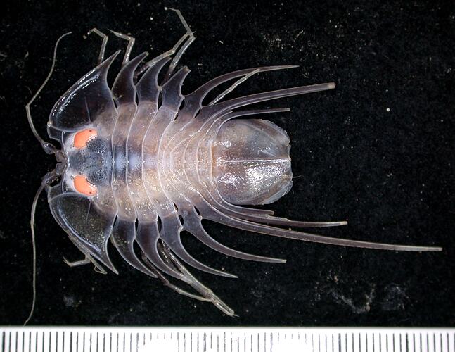 Back view of clear-purple serolid isopod with pink eyes on black background with ruler.