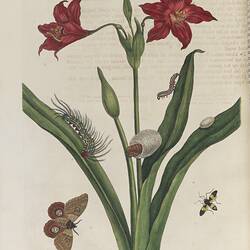 A plant with long green leaves and smaller, red flowers with sharp petals. Insects at various stages in their
