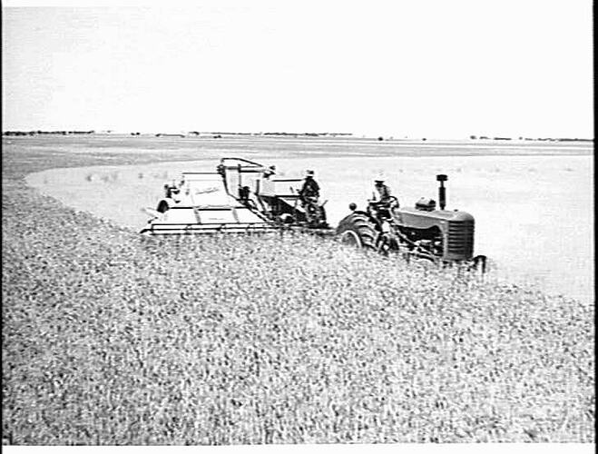 10 FT. SUNSHINE A.L. POWER-DRIVE HARVESTER, COUPLED TO SUNSHINE MASSEY HARRIS 744 DIESEL TRACTOR TAKING 45 BUSHELS OF WHEAT PER ACRE FROM A MAGNIFICENT CROP ON THE FARM OF MR. W. A. SUDHOLTZ, NATIMUK, VIC,: JAN 1952