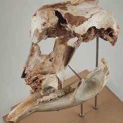 Oblique side view of mounted, articulated skull and jaw.