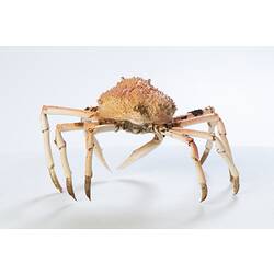 <em>Leptomithrax gaimardii</em>, Giant Spider Crab. [J 46721.19]