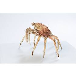 <em>Leptomithrax gaimardii</em>, Giant Spider Crab. [J 46721.22]