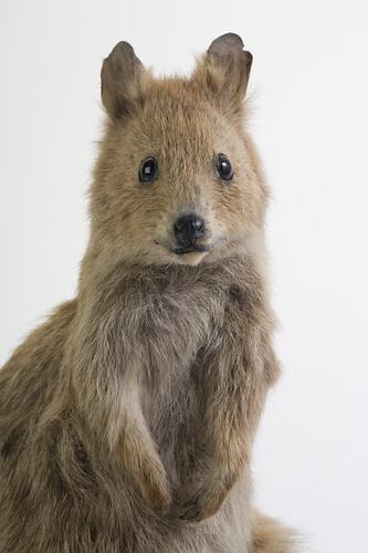 Brown quokka taxidermy specimen.