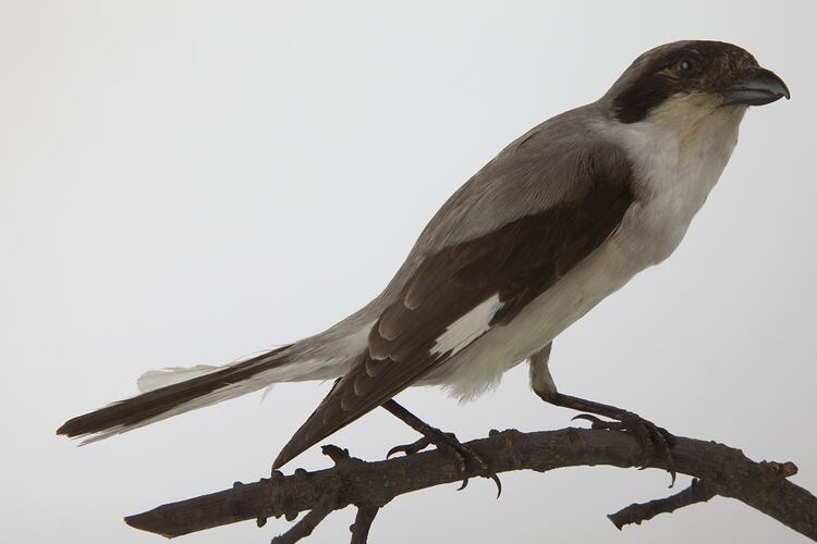 <em>Lanius minor</em>, Lesser Grey Shrike, mount.  John Gould Collection.  Registration no. 57929.