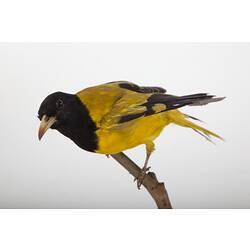 <em>Oriolus xanthornus</em>, Black-hooded Oriole, mount.  Registration no. 25875.