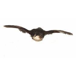 Taxidermied bird mounted as though in flight.