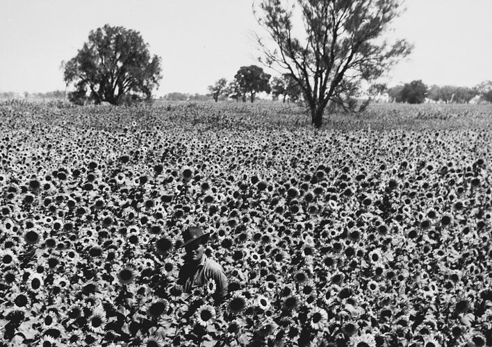 100 ACRES OF SUNFLOWERS ON MR. H. RUTHERFORD'S PROPERTY, KYABRAM, VIC. (7 INCH SOWING): FEB 1949