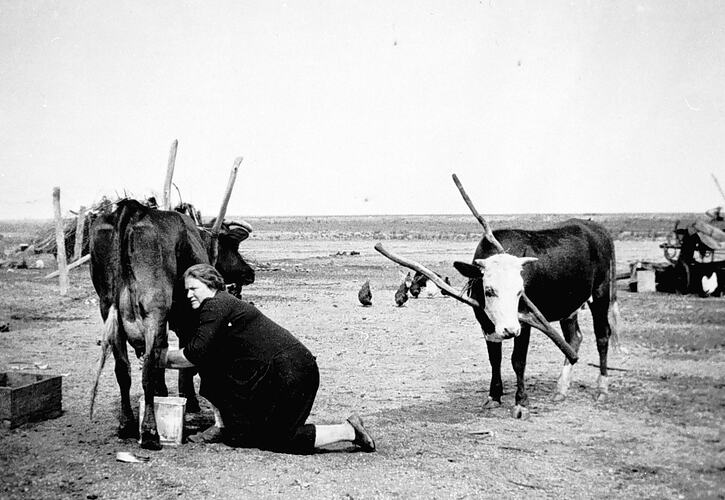 Eloise Vinen hand milking cows at Channel Farm, Nyah West, near Swan Hill, 1924