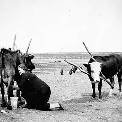 Negative - Woman Milking Cow in Paddock, Nyah West, Victoria, 1924